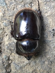 Heterogomphus