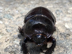 Heterogomphus