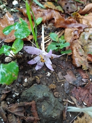 Colchicum neapolitanum