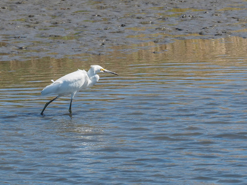 Snowy Egret photographed in New Jersey