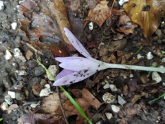 Colchicum neapolitanum