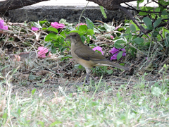 Turdus grayi