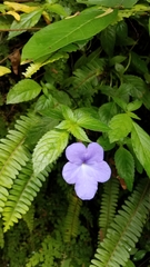 Achimenes longiflora