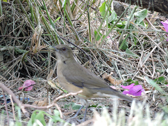 Turdus grayi