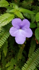 Achimenes longiflora