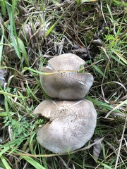 Tricholoma pardinum