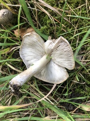 Tricholoma pardinum