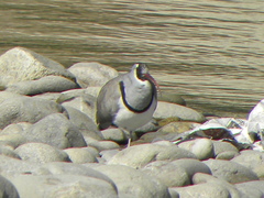 Ibidorhyncha struthersii