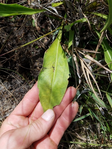 Image of Hartwrightia floridana by (c) Scott Ward, some rights reserved (CC BY)
