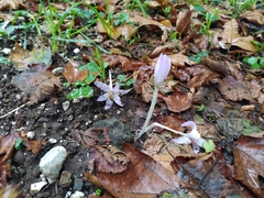 Colchicum neapolitanum