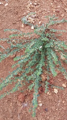 Andrachne telephioides