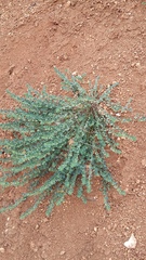 Andrachne telephioides