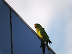 Psittacara holochlorus