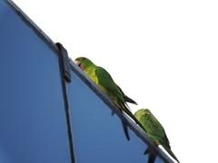 Psittacara holochlorus