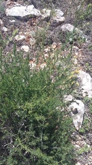 Asparagus verticillatus