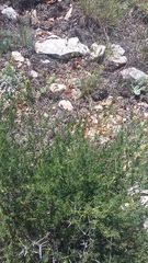 Asparagus verticillatus