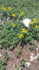 Euphorbia glareosa