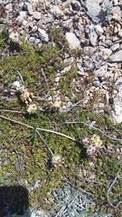 Anthyllis vulneraria biebersteiniana