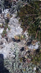 Anthyllis vulneraria biebersteiniana