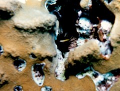 Diadema antillarum image