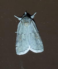 Nycteola asiatica