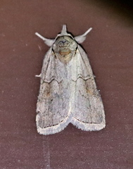 Nycteola asiatica