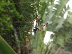 Trichonephila inaurata
