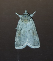 Nycteola asiatica