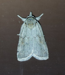 Nycteola asiatica
