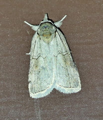 Nycteola asiatica
