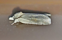 Nycteola asiatica