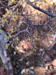 Chamaebatiaria millefolium