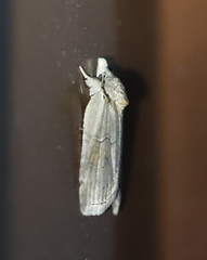 Nycteola asiatica