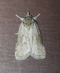 Nycteola asiatica