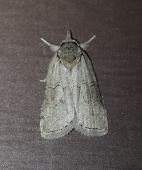 Nycteola asiatica
