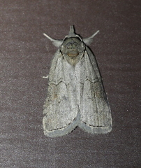 Nycteola asiatica
