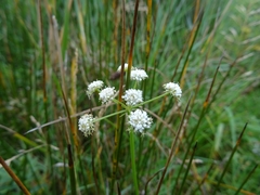 Peucedanum cervaria