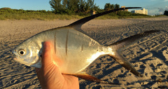 Trachinotus goodei