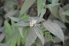 Alloispermum integrifolium