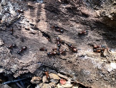 Camponotus vicinus