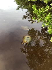 Trachemys decussata