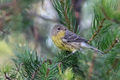 Setophaga kirtlandii