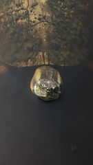 Trachemys decussata