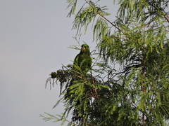 Psittacara holochlorus