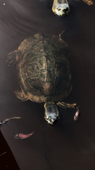 Trachemys decussata