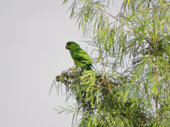 Psittacara holochlorus