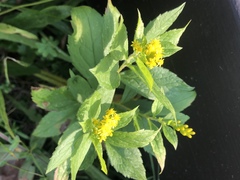 Solidago rugosa