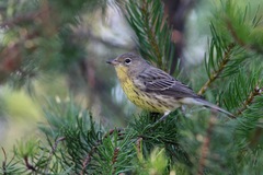 Setophaga kirtlandii