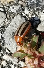 Disonycha leptolineata