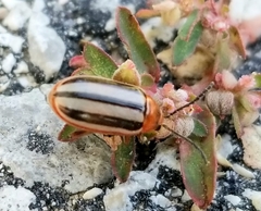 Disonycha leptolineata